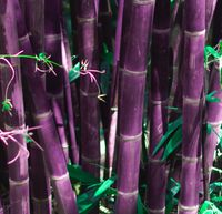 bamboo