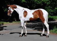 His markings spell out Tobiano with possibly Sabino - but those Cat Tracks-like spots only occur in Homozygous Tobianos. A couple of the spots on his shoulder look like Leopard spots due the the oval shape, though Pintaloosa spots usually occur on the hindquarters, flanks, and rump - these don't, instead their on the back and withers. It could be the Belton Pattern, due to the Ermine marks, but they don't extend up to the knees and hocks, as well as overcrowding the face. Does anybody else know?