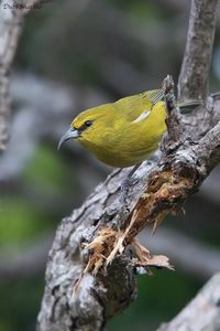 Kauai Amakihi - eBird