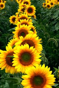 Sunflowers Flowers Garden Love