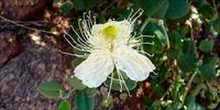 Wild Passionfruit (Capparis spinosa var. nummularia) - Olive Pink Botanic Garden - Alice Springs - Central Australia, Northern Territory