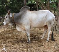 gangatiri cattle, about gangatiri cattle, gangatiri cattle breed, gangatiri cattle breed info, gangatiri cattle breed facts, gangatiri cattle care, caring gangatiri cattle, gangatiri cattle color, gangatiri cattle characteristics, gangatiri cattle facts, gangatiri cattle for milk, gangatiri cattle for draught, gangatiri cattle history, gangatiri cattle horns, gangatiri cattle info, gangatiri cattle images, gangatiri cattle milk, gangatiri cattle origin, gangatiri cattle photos, gangatiri ...