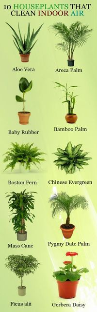 Garden and Farms: 10 Houseplants That Clean Indoor Air. Need about 20 of these for the dogs room.