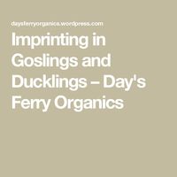 Imprinting in Goslings and Ducklings – Day's Ferry Organics