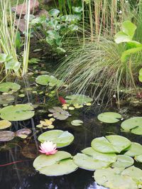 Adding Plants to Your Garden Pond    Choose a variety of different plants for your pond to establish a natural balance that will help keep the water clear, and provide the best habitat for plants and wildlife.