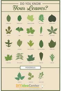 Leaf Identification Guide Leaf Identification 101 There are several things to consider when trying to identify leaves. Step 1: Understanding the shape of the leaf. Is it single (one leaf) or compound (made up of many smaller leaves)? Is it lobed (with peaks and valleys, like the shape of a hand) or unlobed? Are the edges smooth or toothed? Step 2: Discovering the texture of the leaf. Is it broad and flat? Thin and scaly? These factors will help you identify what type of leaf you are looking a