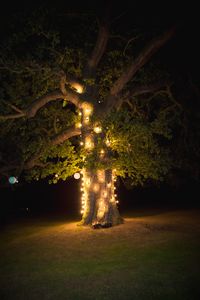 Oak tree with pontoon lights for extra lighting