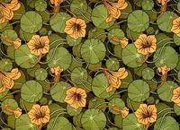 Casting nasturtiums