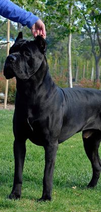 Cane Corso, Dal Cielo Cane Corso