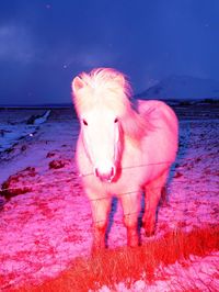 Sasha Elage doesn’t edit his technicolour portraits of horses, he “paints with light”