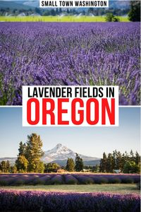 Want to find beautiful lavender fields in Oregon? Here are beautiful lavender farms in Oregon. Lavender farms Oregon | Oregon Lavender festivals | Mount Hood Lavender farm | Oregon lavender farms | Oregon lavender festival | Oregon lavender fields | best Oregon lavender fields