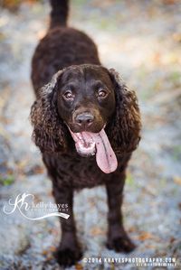 American Water Spaniel ♥