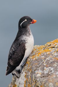 Parakeet Auklet