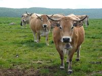 Aubrac cow