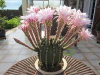 Echinopsis eyriesii