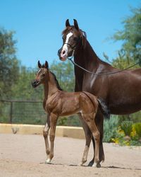 Penelope Bey SWF :: Arabian Horses of Stonewall Farm