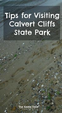 Tips for Visiting Calvert Cliffs State Park - Located in Calvert County, Maryland; Calvert Cliffs State Park is a day-use park. There is a sandy beach, hiking trails and lots of marshland included in the park. This state park is known for unique fossils a