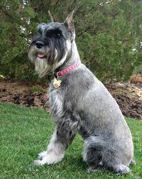 Standard Schnauzer grooming