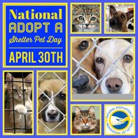 Each year, about 6.5 million animals go into animal shelters in the United States—roughly half of them are cats and half of them are dogs. On Adopt a Shelter Pet Day, awareness is raised for pets that are in shelters and still waiting for adoption.   www.petsitters.org #adoptashelterpetday #the_napps