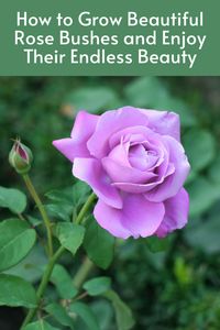 How to Grow Beautiful Rose Bushes and Enjoy Their Endless Beauty