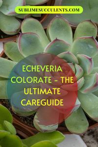 If your garden is mostly green, Sublime Succulents recommends adding some Echeveria Colorate due to its yellow and pink flowers. The plant is rosette in design and the leaves tips have a pink-red tinge. This is an easy cactus to care for, it is also sensitive when it is exposed to extreme conditions. That’s why you want to check out our care guide so that you know how to properly care for this beautiful plant and it will grow and flourish. Download our report here… #echeveriacolorateguide