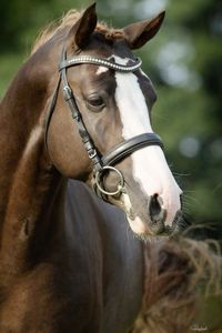 2010 German Riding Pony Stallion | Best Boy x Ramoneur