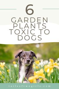 Ensure your garden is safe for your furry friend! Learn about 6 common plants that are toxic to dogs and how to keep your pup safe from potential dangers. Perfect for dog owners planning their garden with pet safety in mind. #ToxicPlants #GardenSafety #DogHealth #PetCare #DogMom #GardenTips