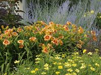 Designing with Daylilies | Perennial Resource