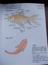 Under An English Sky: OHC - Goldfish using the Handbook of Nature Study.