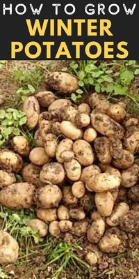 Learn how to grow winter potatoes with these easy step by step instructions.