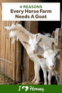 4 Reasons Every Horse Farm Needs A Goat - Or Two