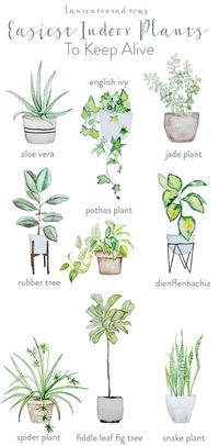 Feeling like your space needs something soft and natural or architectural and green? Here are the easiest, and prettiest, house plants to keep alive.