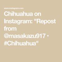 Chihuahua on Instagram: "Repost from @masakazu917
•

#Chihuahua"