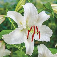 Casablanca Lily | Breck's