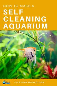 How to make a self cleaning aquarium. How a self cleaning fish tank works and why you want to have a self cleaning aquarium. What equipment you need, how to maintain it and the drawbacks of a self cleaning fish tank.