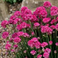 Buy pink seathrift ( syn. Armeria Dusseldorf Pride ) Armeria martima 'Dusseldorfer Stolz': Delivery by Waitrose Garden