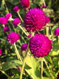 Gomphrena 'Globe Amaranth' Photo © Bill Webb