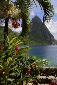 caribbean vibes, palm trees, green mountain, green scenery, green landscape, tropical vibes, saint lucia, pitons, summer, vacation