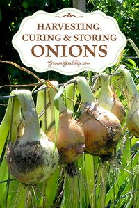 Learn How to harvest and cure storing onions so they last through the winter and provide delicious flavor to winter soups, bone broths, chili, stews, and roasts.