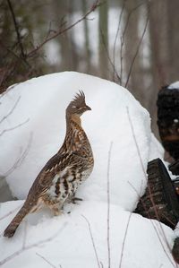 Proud as a . . . Ruffed Grouse . . . - Keeping With The Times