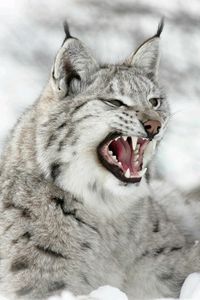 ♡♥Lynx cat with open mouth growl - click on pic to see a full screen pic in a better looking black background♥♡