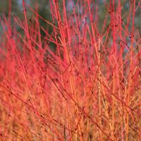 Buy midwinter fire dogwood Cornus sanguinea Midwinter Fire: £9.99 Delivery by Crocus