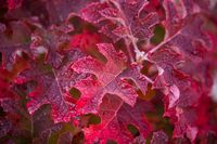 Hydrangea 'Jetstream' in Fall Hydrangeas are showstoppers in the summer garden, but many have fabulous fall foliage, too. As the weather cools down, the leaves on ‘Jetstream’ change from dark green to orange-red. The plants also have peeling, brown bark that makes them attractive even in the winter. This oakleaf hydrangea (Hydrangea quercifolia) is hardy in Zones 5-8 and reaches 6' tall.