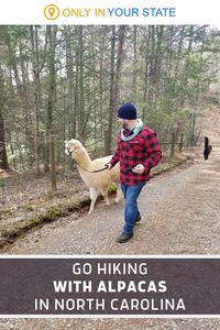 If you're looking for fun, unique, family-friendly things to do, consider this charming Alpaca Farm in North Carolina. It's a great day trip for kids and adults alike. Take a tour, meet the alpacas, and event take them on a short hike!