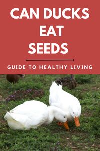 I’ve got some safest seeds for the ducks. Seeds that won’t cause choking hazards or even any health risks! But, can ducks eat seeds? This study is gonna give a proper understanding of seeds as a nutritional part of ducks’ diet. Besides, I’ll give you feeding tips!