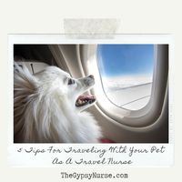 Want to travel with your furry friend? Check out these 5 tips for traveling with your pet as a travel nurse on TheGypsyNurse.com!