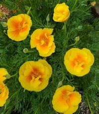 Eschscholzia, Yukon Gold - Buy Online at Annie's Annuals