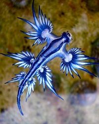 And they live in the ocean.Blue Glaucus or "the blue dragon" is a brightly colored nudibranch that incorporates toxic chemicals & stinging cells from prey into its skin as a defense against predation.And in my humble opinion, it's more spectacular than anything ever imagined in Westeros. Image Sylke Rohrlach.Trim #science #nature