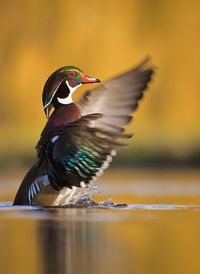 Wood Duck Drake: A colorful North American perching duck that nests in trees and is comfortable flying through woods. (Robert Adamec)