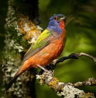 Painted Bunting in Hagerman NWR ,Sherman Texas Photo by Brenda Bright Alvarez